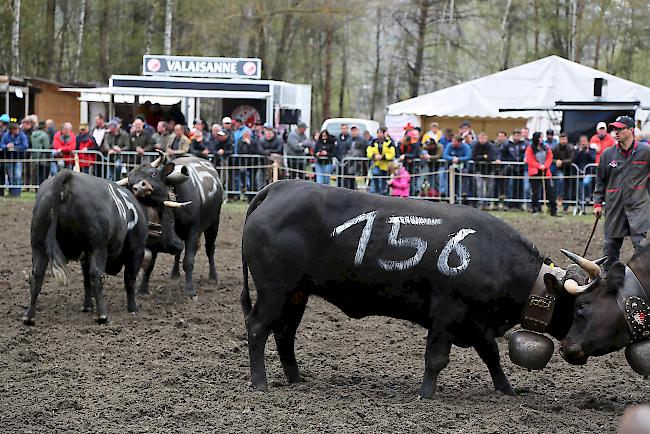 Impressionen vom ersten Frühjahrsmatch 2019 im Rarner Goler. 