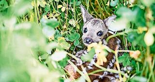 Kein Fluchttrieb. Der angeborene Dr&uuml;ckinstinkt veranlasst Rehkitze, sich bei Gefahr ganz still zu verhalten und an den Boden zu pressen.Foto Keystone