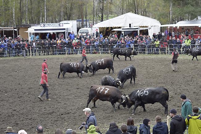 Ringkuhkampf im Goler.