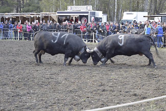 Ringkuhkampf im Goler.