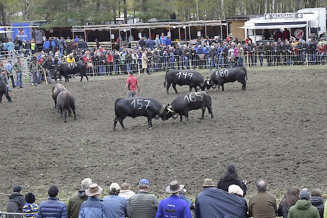 Ringkuhkampf im Goler.