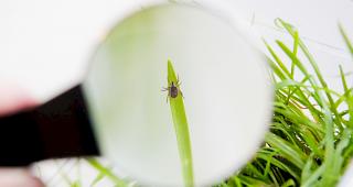 Im vergangenen Jahr erreichte die Zahl der von Zecken &uuml;bertragenen FSME mit 323 F&auml;llen einen neuen H&ouml;chststand.