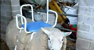 Mit einer ungew&ouml;hnlichen Versteigerung im Internet belustigt der mutmassliche Besitzer eines Schafs in Neuseeland seine Landsleute.