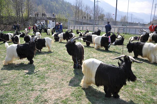 Impressionen vom Bockmarkt auf dem Natischer Stapfen.