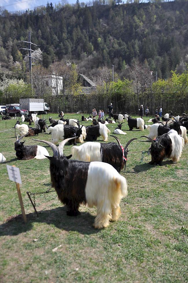 Impressionen vom Bockmarkt auf dem Natischer Stapfen.