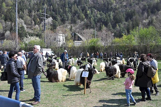 Impressionen vom Bockmarkt auf dem Natischer Stapfen.