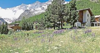In Saas-Fee breitet sich die gef&auml;hrliche vielbl&auml;ttrige  Lupine aus und muss aufwendig bek&auml;mpft werden.