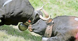 An Stechfesten ist die Nachfrage nach Startpl&auml;tzen f&uuml;r Rinder gross.