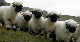 Ermittlungen laufen. Mitte April wurden einem Schafhalter in Evionnaz rund 40 Jungtiere gestohlen. (Symbolbild)