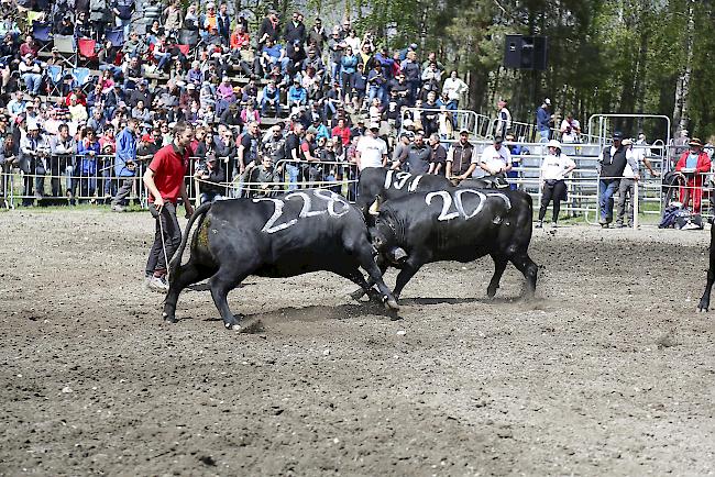 Impressionen vom Vifra-Match 2019. 