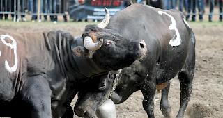 Aus den Regeln: &laquo;Respektloses, nicht anst&auml;ndiges Verhalten gegen&uuml;ber Jury, Kommiss&auml;ren, Rabatteuren und Waagemeister&raquo; k&ouml;nnen sanktioniert werden.