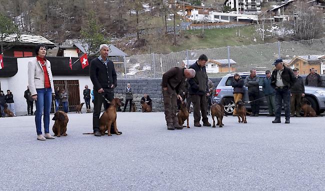 Nur die bestgeeigneten Hunde werden für die Zucht von Schweisshunden zugelassen.