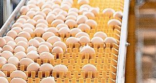 Acht Mio. Eier am Laufmeter.