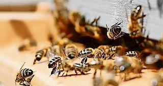 Der Staatsrat will mehr Geld in die Imkerei  investieren.