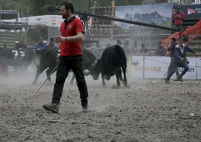 Das Kantonale 2019 ist am Samstag mit den Kämpfen der Rinder und den Zweitmelken gebührend lanciert worden. 