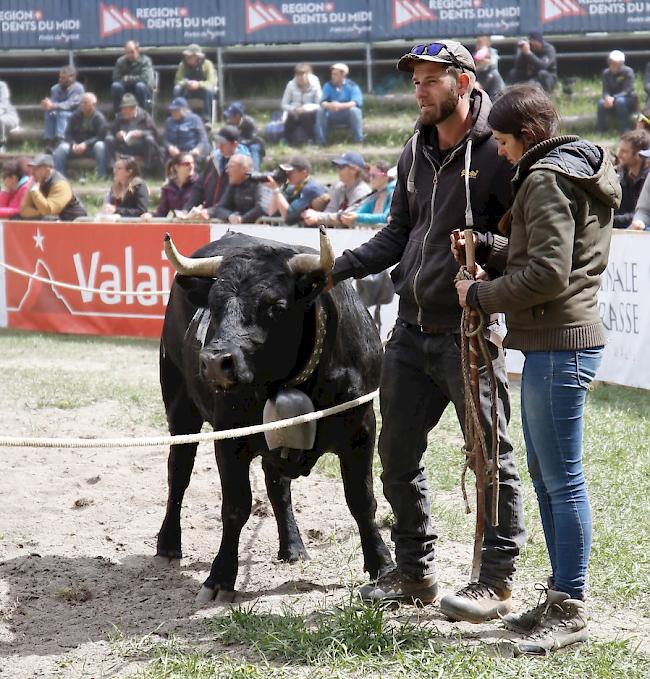 Das Kantonale 2019 ist am Samstag mit den Kämpfen der Rinder und den Zweitmelken gebührend lanciert worden. 