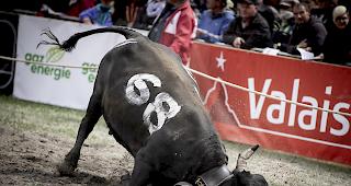 Sollte das schweizweite Versammlungsverbot von mehr als 1000 Menschen &uuml;ber den 15. M&auml;rz hinaus verl&auml;ngert werden, k&ouml;nnte davon auch die popul&auml;ren Walliser Ringkuhk&auml;mpfe betreffen.