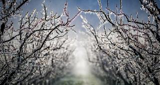 Aprikosenb&auml;ume in Martinach, die mit Wasser bespr&uuml;ht wurden, um die Fr&uuml;chte vor dem Frost zu sch&uuml;tzen.  
