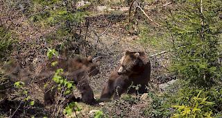 Wegrennen d&uuml;rfte zwecklos sein, denn B&auml;ren k&ouml;nnen bis zu 50 km/h schnell laufen. (Themenbild)