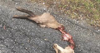 Gerissen: Dieser Kadaver einer toten G&auml;mse lag am Donnerstagmorgen auf einer Strasse in der N&auml;he von Eyholz.