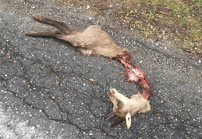 Gerissen: Dieser Kadaver einer toten Gämse lag am Donnerstagmorgen auf einer Strasse in der Nähe von Eyholz.