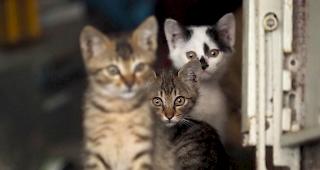 Die beschlagnahmten Tiere wurden im Tierschutzheim Dornbirn untergebracht.