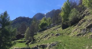 Auf dieser Weide unterhalb von Embd ist es in der Nacht vom 27. auf den 28. April zu einem Angriff auf eine 80-k&ouml;pfige Schafherde gekommen. Dabei verlor Schafhalter Peter Burri insgesamt zehn Jungtiere. 