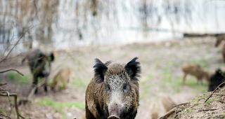 Die Freiburger J&auml;ger k&ouml;nnen im Juli und August Wildschweine schiessen.