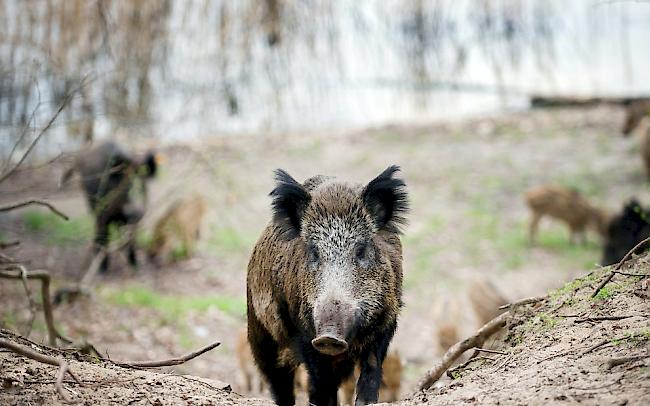 Die Freiburger Jäger können im Juli und August Wildschweine schiessen.