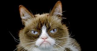 Zuletzt hatte die "m&uuml;rrische Katze" rund 8,5 Millionen Likes bei Facebook. 