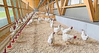 Ein Elterntierpark der Micarna. 