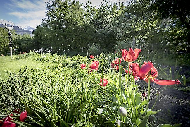 Im Garten von Huwiler Weissen darf vieles wachsen, was anderswo als Unkraut ungern gesehen wird. 