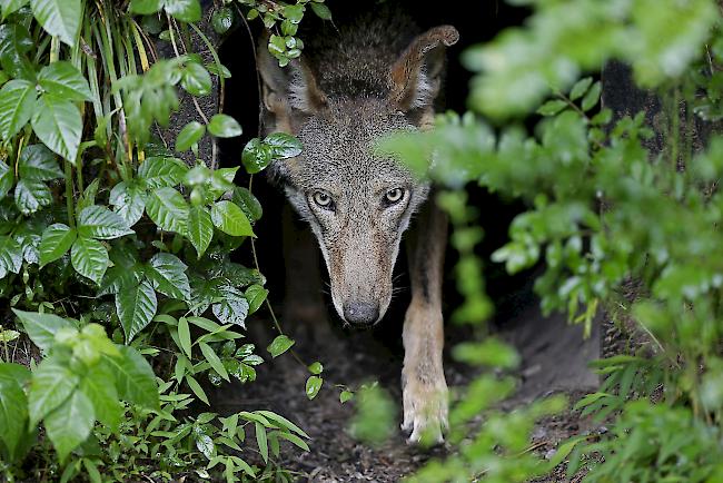 Im Gesetz soll verankert werden, dass der Bundesrat die Regulierung des Bestandes weiterer geschützter Tierarten erlauben kann.