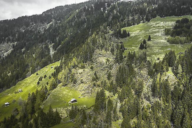 Das betroffene Gebiet im Guferwald unterhalb der Bettmeralp.