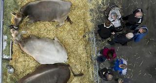 Organisation. Trotz der Tendenz zu gr&ouml;sseren Betrieben werden drei Viertel der Schweizer Bauernh&ouml;fe traditionell als Familienunternehmen gef&uuml;hrt. 