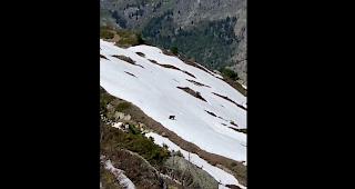 Am Samstagmorgen haben Wanderer im Gebiet Moosfluh einen B&auml;ren beobachten und filmen k&ouml;nnen. 