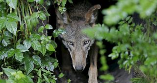 Auf dem Julierpass ist in der Nacht auf Sonntag ein Wolf von einem Auto erfasst worden. 