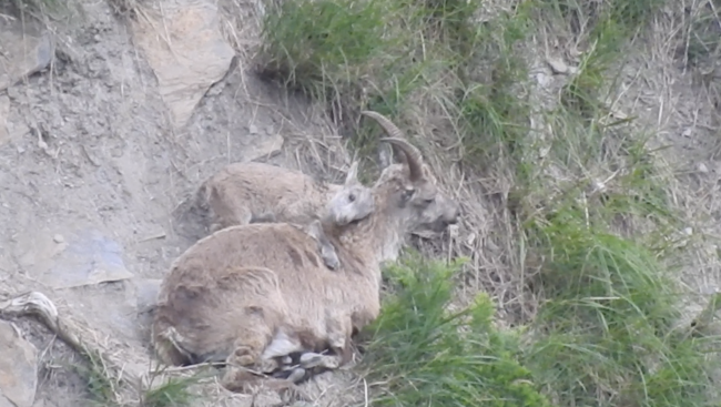 Wenige Stunden altes Steinbockkitz, beobachtet im Oberwallis. 