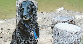 Die Gemeinde St. Niklaus appelliert an die Hundehalter, ihre Hunde an der Leine zu f&uuml;hren.