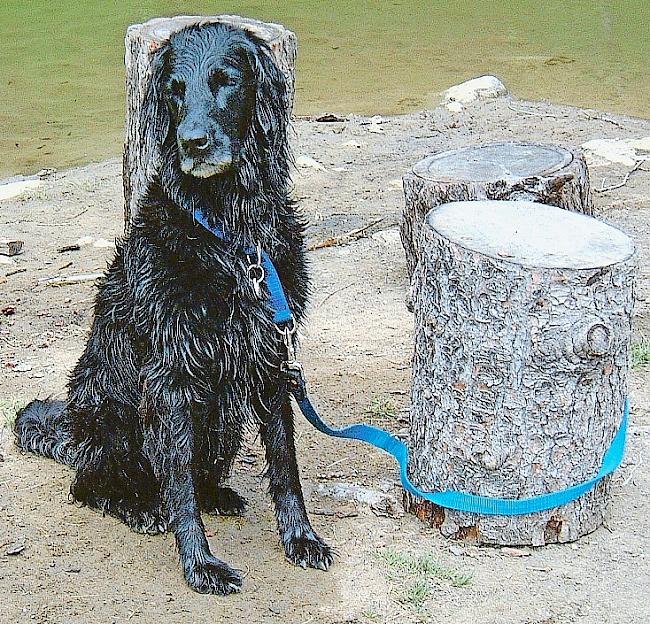 Die Gemeinde St. Niklaus appelliert an die Hundehalter, ihre Hunde an der Leine zu führen.