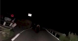 Raubtier. Im Binntal sichtete ein Autofahrer in der Nacht auf Samstag einen B&auml;ren. (Screenshot)