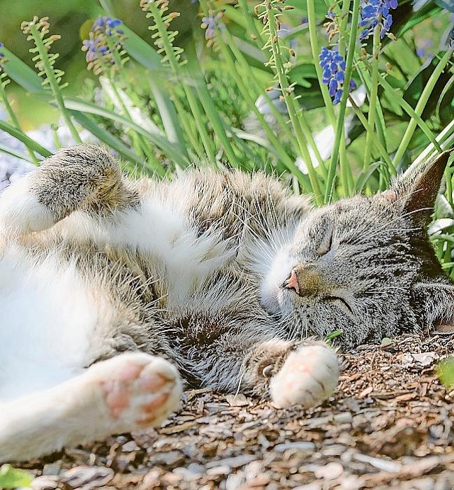 Unschön. Tierhasser schiessen auf Katzen.