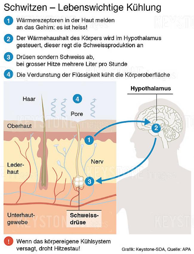 Schematische Darstellung der Haut: Ablauf der Schweissproduktion.