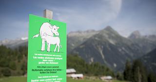 Eine Mutterkuh hat einem Wanderer am Sonntag am Berninapass schwere Kopfverletzungen zugef&uuml;gt. 