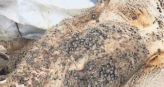 Massiver Befall. Unz&auml;hlige Zecken haben sich in den L&auml;mmern der Schafherde der Familie Julier festgebissen.