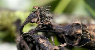 Der Erreger entwickelt sich im Fr&uuml;hjahr und infiziert die Bl&uuml;ten. Im Sommer vermehrt sich das Bakterium und tritt in Tr&ouml;pfchen aus, die mit dem Regen verteilt werden. Wind, V&ouml;gel, Bienen und der Mensch k&ouml;nnen ebenfalls zur Ausbreitung von Feuerbrand beitragen.
