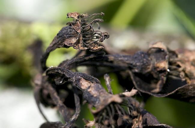 Der Erreger entwickelt sich im Frühjahr und infiziert die Blüten. Im Sommer vermehrt sich das Bakterium und tritt in Tröpfchen aus, die mit dem Regen verteilt werden. Wind, Vögel, Bienen und der Mensch können ebenfalls zur Ausbreitung von Feuerbrand beitragen.