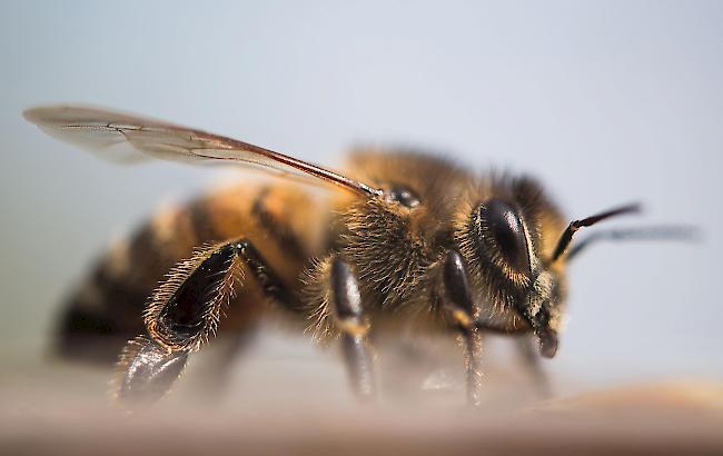 Auch sechs der insgesamt 20 an der Rettungsaktion beteiligten Feuerwehrleute wurden Dutzende Male von Bienen gestochen. (Symbolbild)