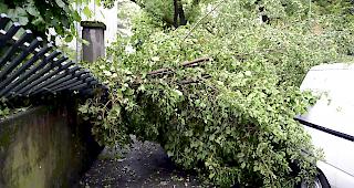 In der Region Wil wurden B&auml;ume umgerissen sowie Verkehrstafeln und Bauabschrankungen umgeweht. (Themenbild)