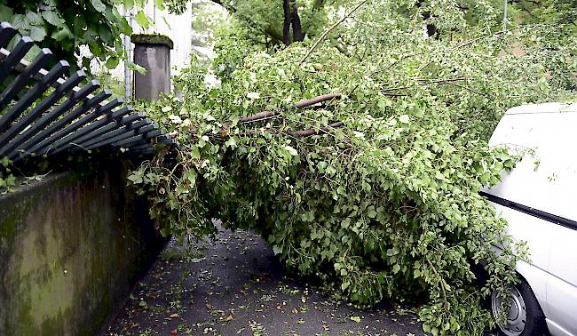 In der Region Wil wurden Bäume umgerissen sowie Verkehrstafeln und Bauabschrankungen umgeweht. (Themenbild)